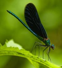 Male <em>Calopteryx virgo</em>
