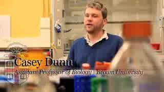 Building the Animal Tree of Life