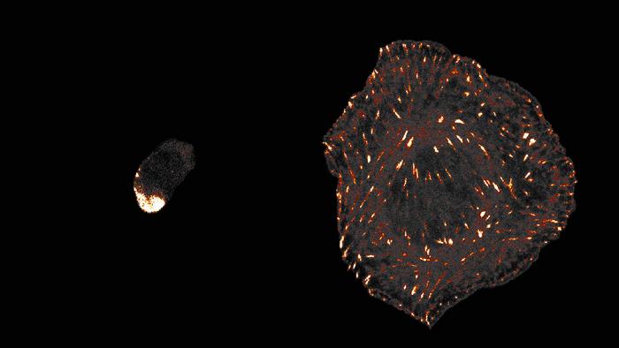 The talin protein fluorescing in cells (microscopic image)