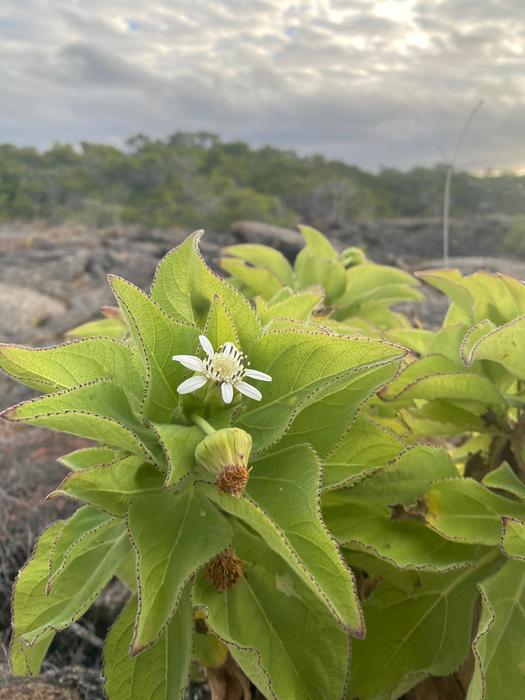 Serrated leaves an advantage for Scalesia  plants in the Galapagos Islands
