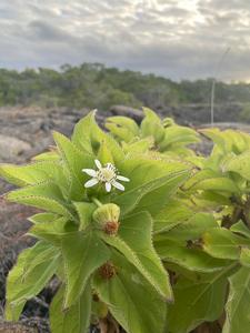 Serrated leaves an advantage for Scalesia  plants in the Galapagos Islands