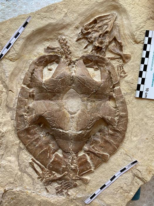 Jurassic turtle Solnhofia parsonsi