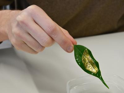 Thin Film Electronics on Ficus Leaf