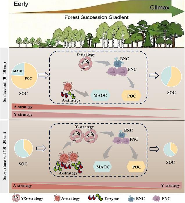 Conceptual diagram illustrating depth-dependent microbial regulation of soil organic carbon (SOC) fractions during temperate forest succession.