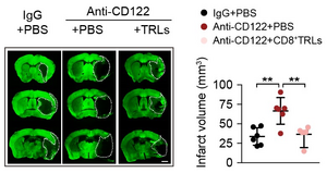 Brain regions affected by ischemia in stroke mice