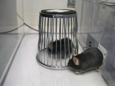 Mouse Interacts with Novel Animal