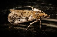 Moth