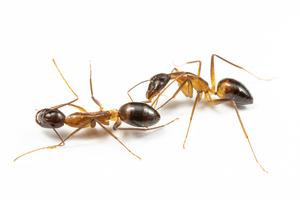 Ant amputating Leg