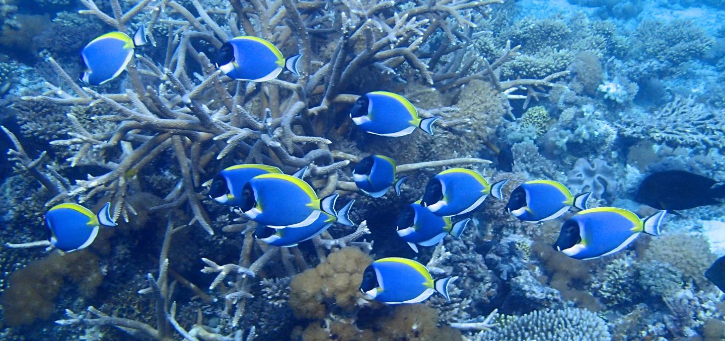 Powder Blue Tang