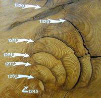 Giant Sequoia Cross-Section
