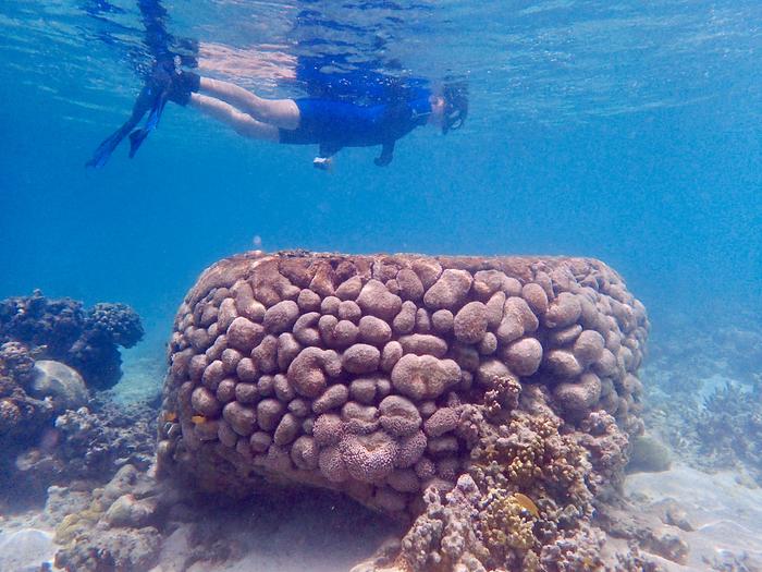 Affected Goniopora cluster