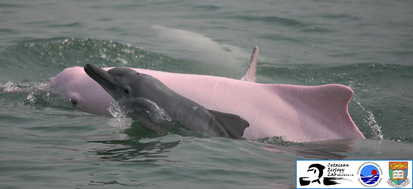 Chinese White Dolphin