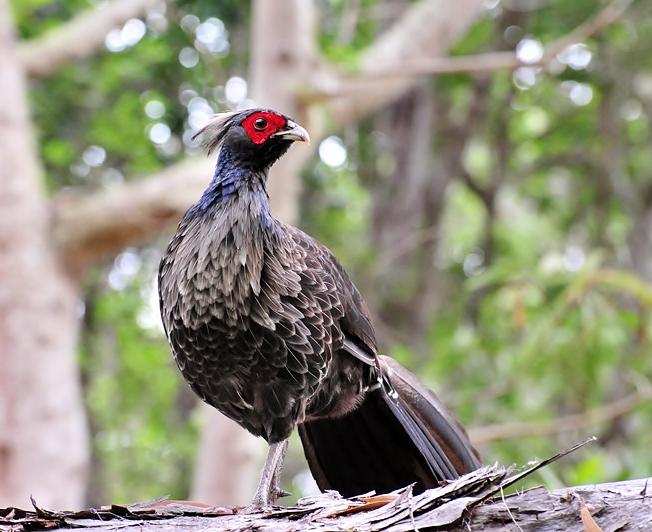 Kalij Pheasant