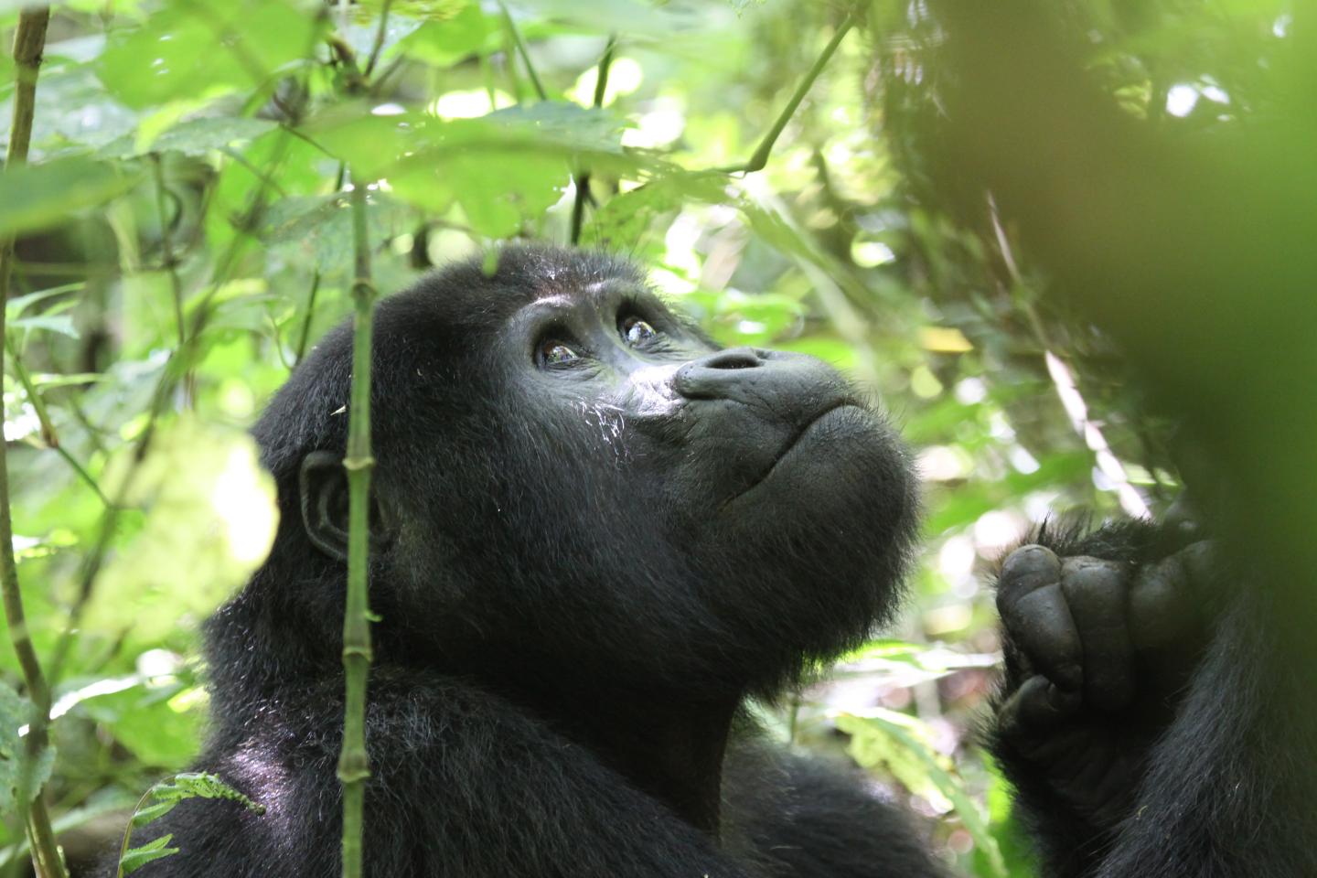 Mountain Gorillas