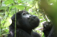 Mountain Gorillas