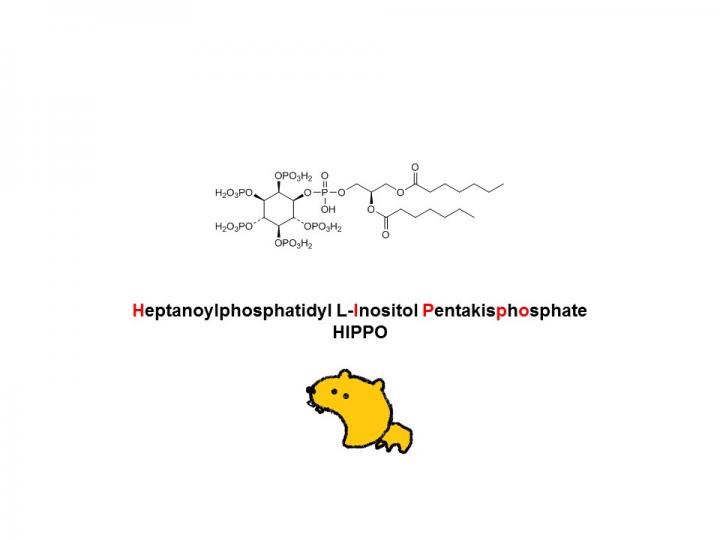 The L-HIPPO Compound