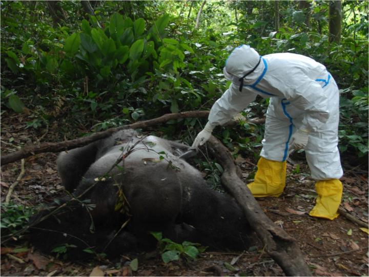 Ebola