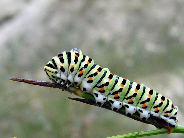 Caterpillar-Mimicking Soft Robots