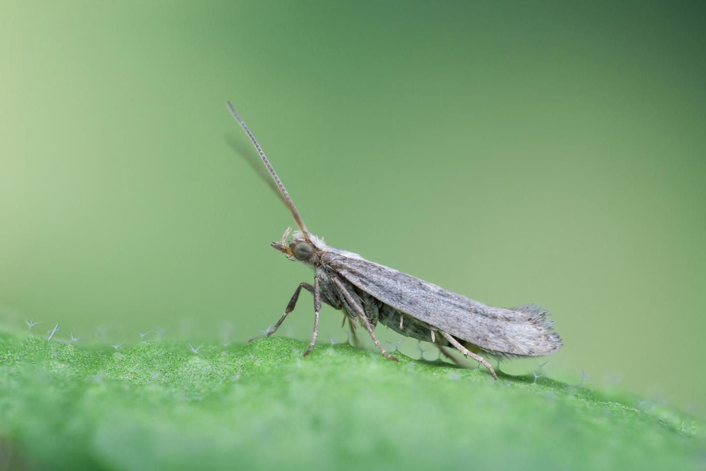 Plutella xylostella