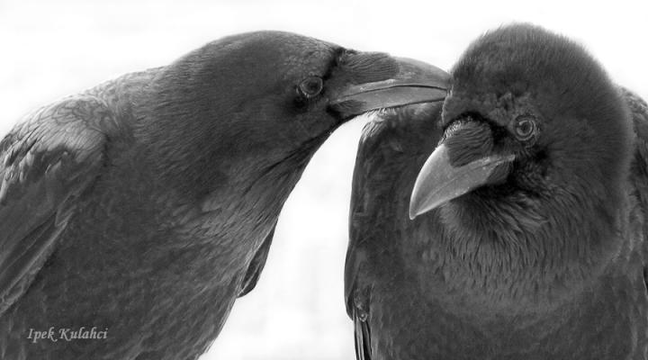 Preening