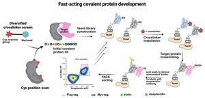 General workflow for yeast display–based selection of fast-acting covalent proteins.
