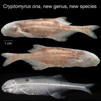 <em>Cryptomyrus ona</em>