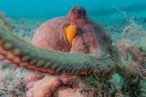 Common Octopus from South Florida Area
