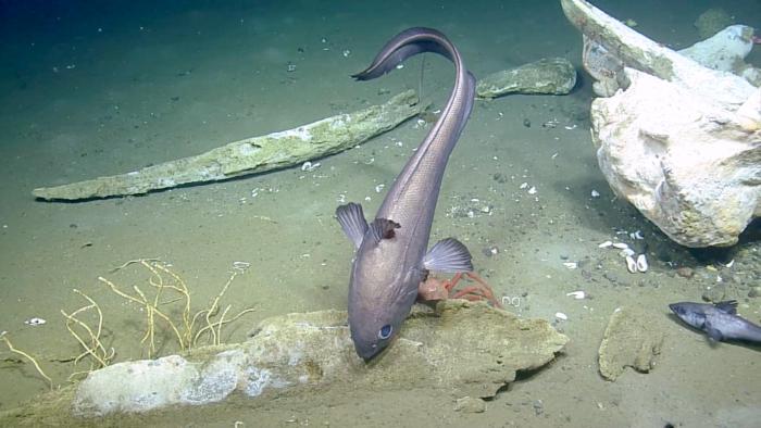 Fish nibbling on whale bones