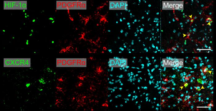 Immunofluorescence analysis