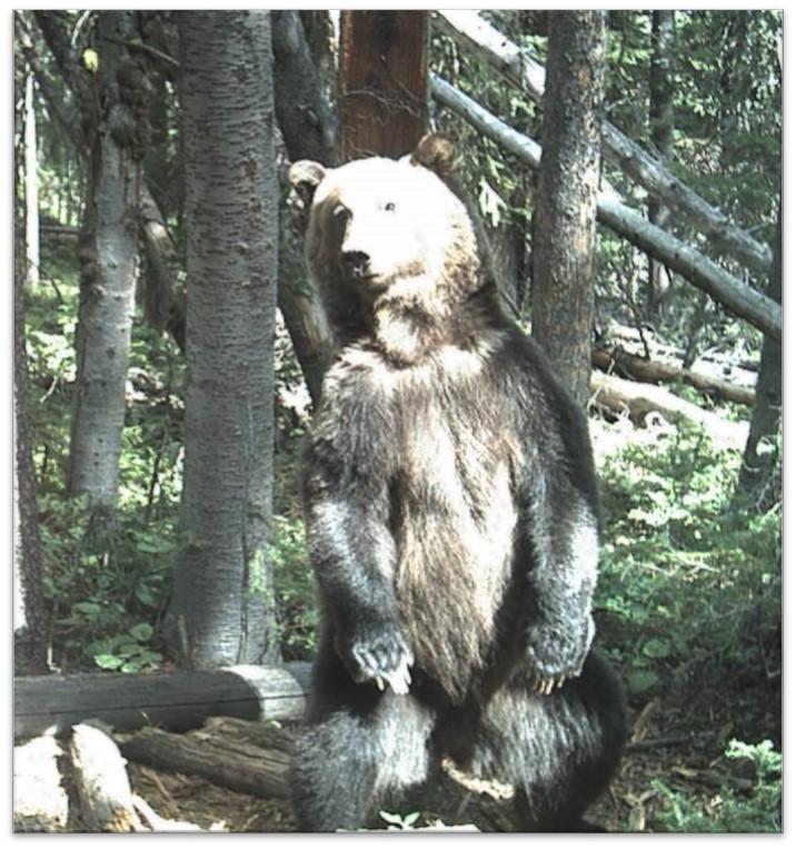Grizzly Bear