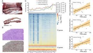 Genomic stability in hybrid fish testes reveals mechanisms of fertility