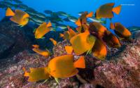 Landmark Study Concludes Marine Life Can Be Rebuilt by 2050