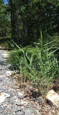Phragmites