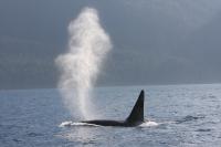 Male killer Whale