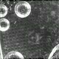 Researchers Use Ultrasound to Sort Live Cells, Expedite Biomedical Research