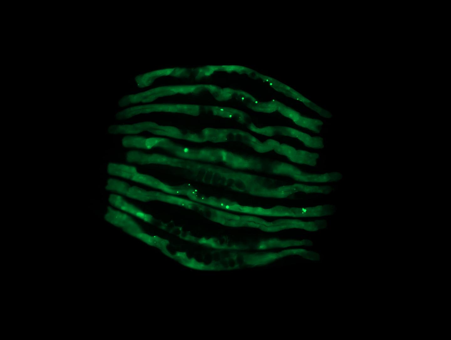 non-pathogenic control E. coli