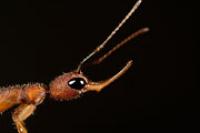 Comparing Ant Genomes (2 of 2)