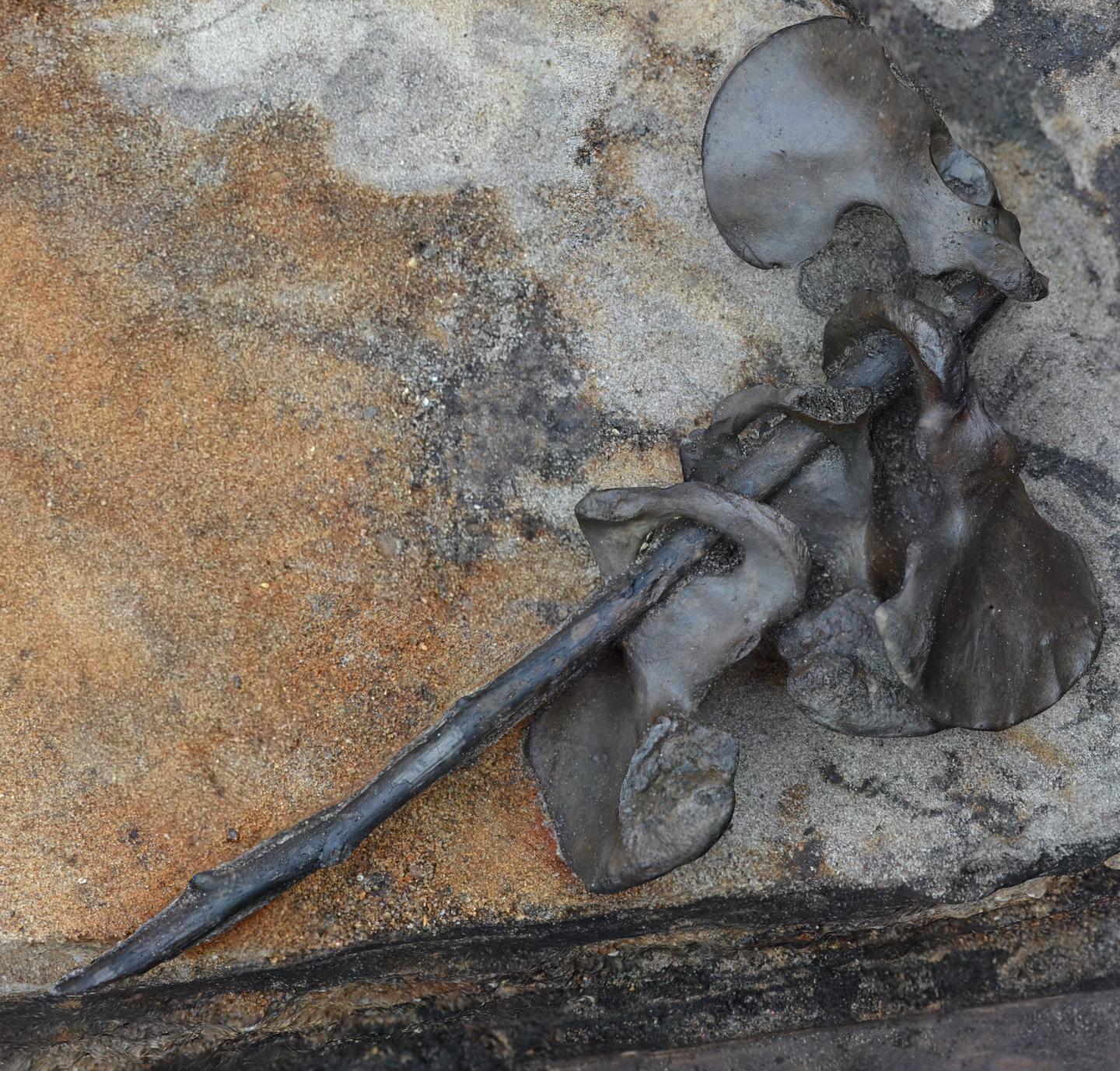 Ossa Coxae