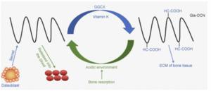 Carboxylation and decarboxylation dynamics of osteocalcin