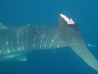 Shark tail damage