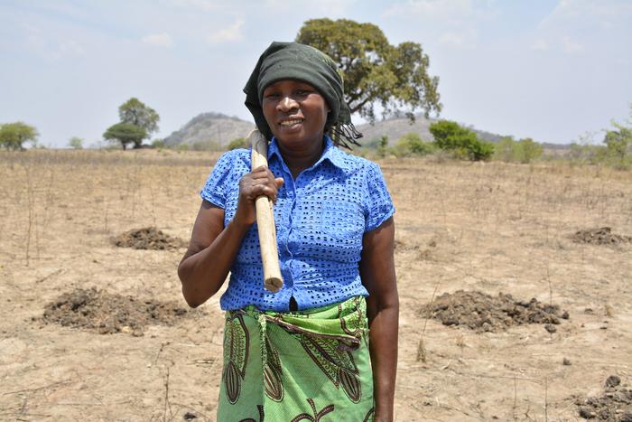 A parched landscape in Zaka District, Zimbabwe, where prolonged drought has left fields dry and harvests uncertain (Photo: CIMMYT)
