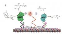 Enzyme Sweet Spot