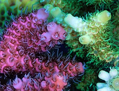 <i>Acropora millepora</i>