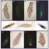 Western Flower Thrips, Showing Bacteria in Green