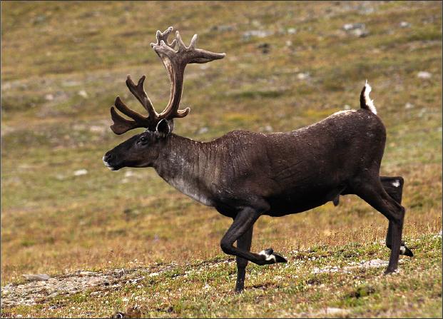 Caribou