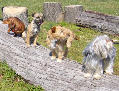 Dog Coats Shed Genetic Secrets (1 of 6)