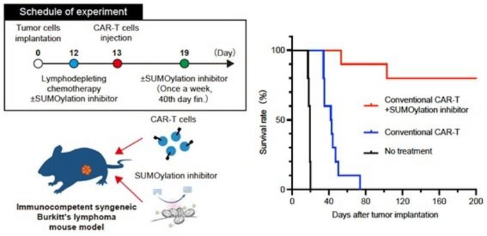Limited SUMOylation inhibitor administration enhances eradication of Burkitt’s lymphoma with CD19 CAR-T therapy