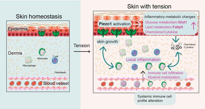 The protein Piezo1