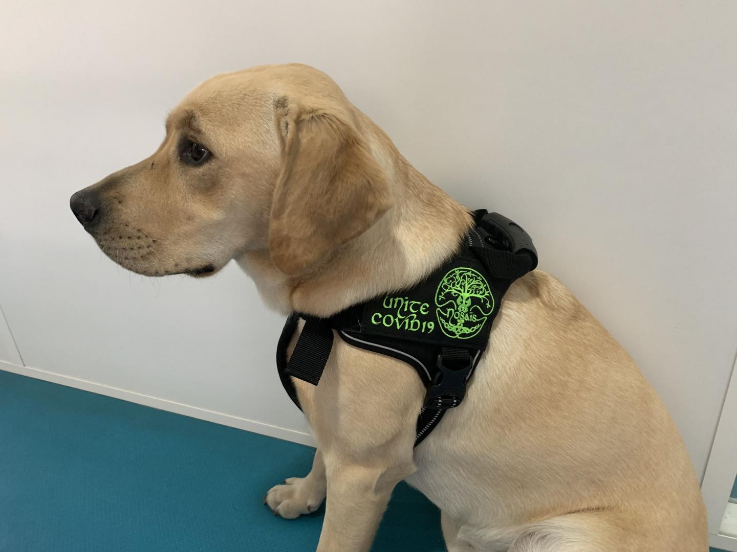 Trained dogs might be able to detect people infected with COVID-19