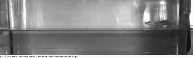 Gecko Running on Water - Sagittal View